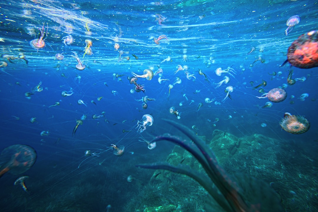Photo ocean cleaning technology
