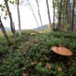 Photo Local biodiversity protection
